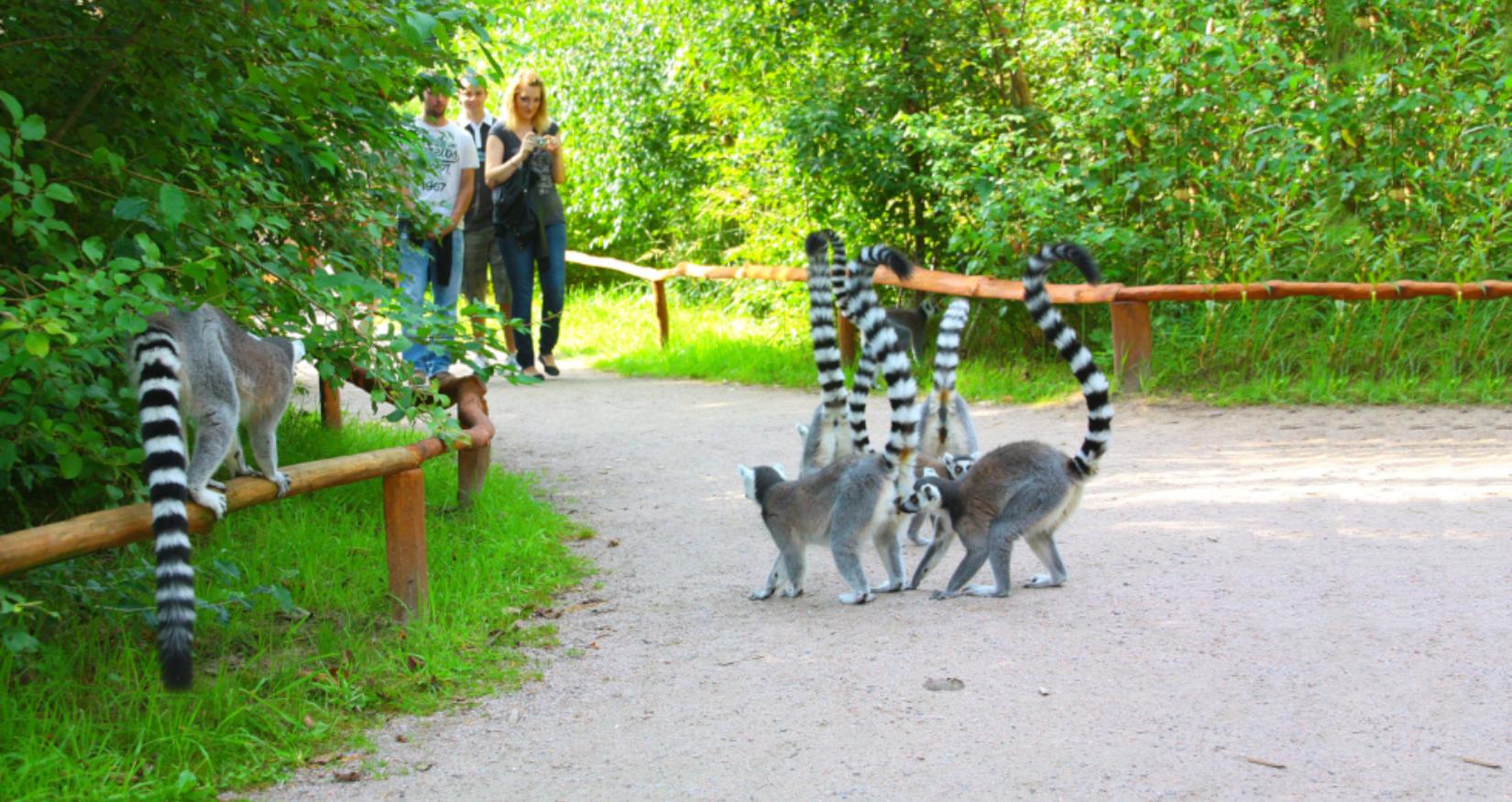 Kattas © Vogelpark Marlow, Zöger