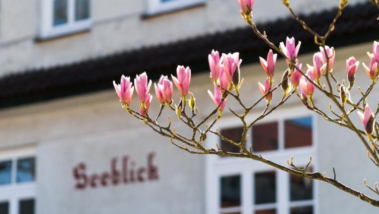 Magnolienblüte im Frühling © VMO, Alexander Rudolph